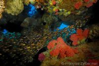 Glass fishes and red corals