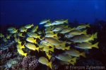 Bluestriped snapper shoal