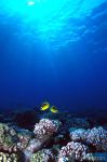 Butterflyfishes