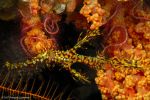 Harlequin ghost pipefish