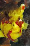 Painted Frogfish