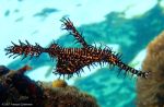 Harlequin ghost pipefish