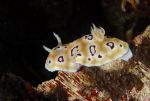 Nudibranch Chromodoris leopardus