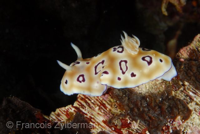 Nudibranch Chromodoris leopardus