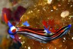 Nudibranch Nembrotha