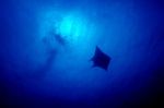 Manta Ray