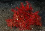 Weedy red scorpion fish