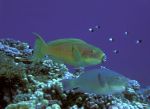Parrot Fishes