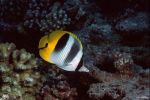 Pacific double-saddle butterflyfish