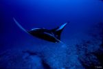 Manta Ray