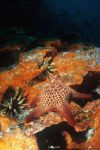 Pen urchin -  Panama sea star